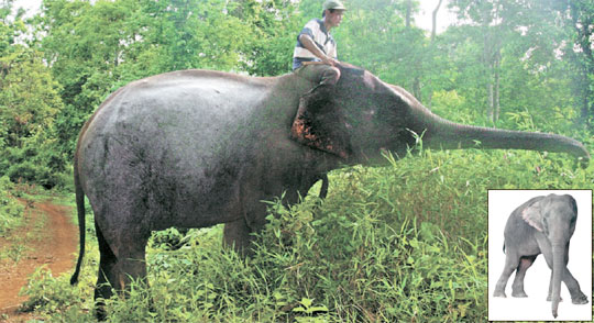 カンボジアから無償で寄贈されたメスゾウの姿。身長２．４５メートル、体長が ２．６５メートル、体重３トンだ。右の写真は体重 ２．５トンであ