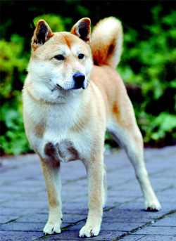 韓国の天然記念物「珍島犬」