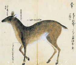 対馬が「朝鮮薬材調査」当時に捕獲し、精巧に描いた朝鮮のノロジカの姿（田代和生、『江戸時代朝鮮薬材調査の研究』）。