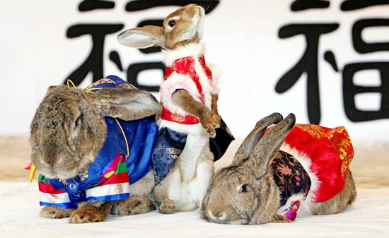 １６日、京幾道（キョンギド）竜仁（ヨンイン）エバーランドでウサギが韓服を着て新年のあいさつをしている。
