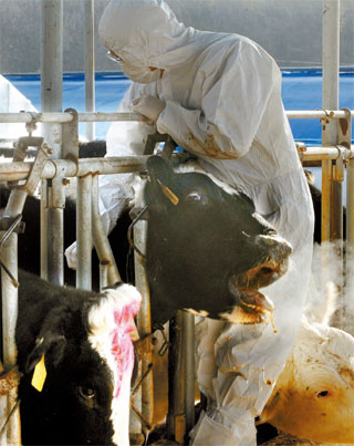 獣医科学検疫院の獣医師らが京畿道高陽市の乳牛農家でワクチンを接種している（共同取材団）