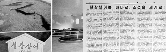 チョウザメ関連記事を大々的に報道した北朝鮮の労働新聞１１月２３日付４面（左側）と１２月２１日付３面。
