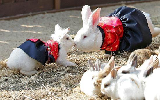 ２０日、韓服を着たウサギがかわいいしぐさを見せている。