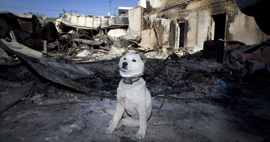 砲撃で廃虚になった延坪島で捨てられた犬。ドキュメンタリー写真家チェ・ヒョンラク氏の作品