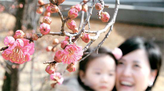 ６日、釜山市大淵洞国連記念公園でウメを眺める母娘の顔に春の日が差している。
