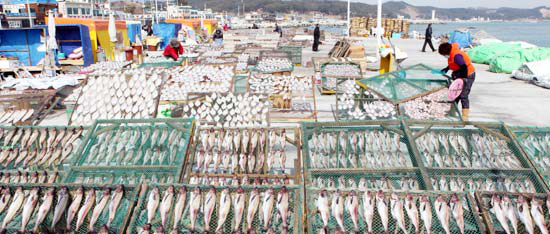 温かい天気が続く中、釜山機張郡（プサン・キジャングン）の漁民がメンタイ・カレイなどを干している。