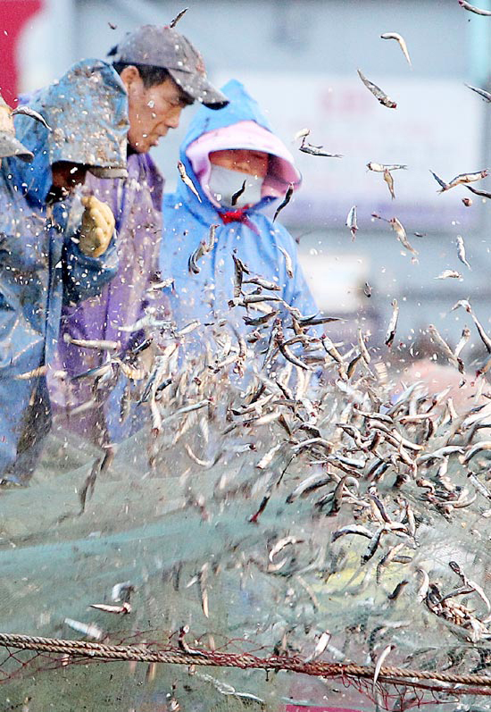 漁業関係者が７日、釜山市機張郡（プサンシ・キジャングン） 大邊（デビョン）港で網から魚を落としている。