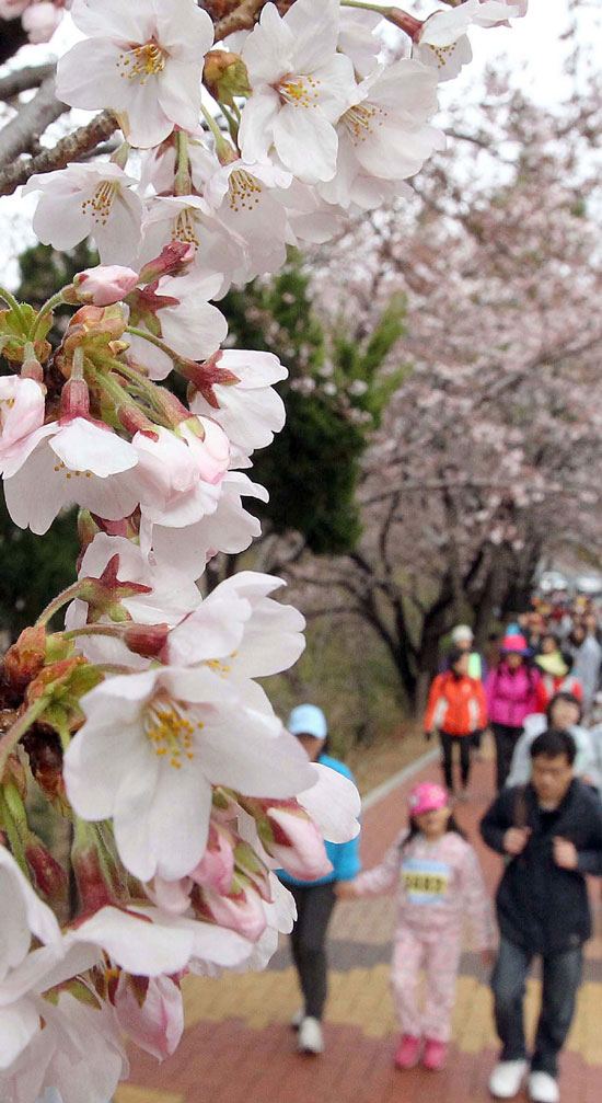 釜山海雲台区庁が３日に主催した歩行行事に参加した市民が、桜の花が満開した釜山海雲台の丘を歩いている。