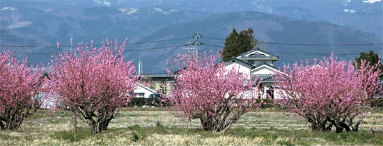 福島原子力発電所へ行く中で咲き誇る桃の花を見かけた。（写真＝チェ・イェヨン環境保健市民センター所長）。