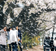 ２１日午後、ソウル汝矣島（ヨイド）輪中路の桜通りを散歩している市民が風で散る桜の花を撮影している。