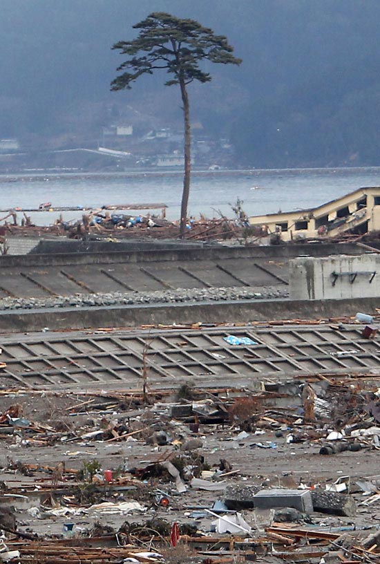 ３月に襲った津波で、日本岩手県陸前高田市に残された一本松。