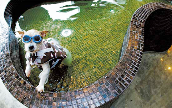 動物病院の浴槽で水遊びをする９歳の犬「ボクデンイ」。