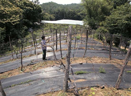 京畿道南揚州市榛接邑でブドウを栽培するリュ・キボンさんが２０日、ブドウ畑を見回っている。冬の寒波のため、リュさんの畑では６割のブドウの木が枯れたりブドウが実らないという被害を生じた。