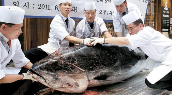 ソウル・清渓（チョンゲ）２街のマグロ店で２８日、料理人が済州（チェジュ）近海ではえ縄漁で獲った重さ３５０キログラム、長さ２７０センチメートルの巨大クロマグロ（市価２５００万ウォン）を解体している。