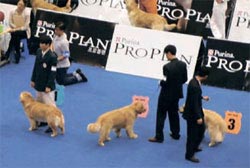 ２００５年、釜山（プサン）で行われた世界畜犬連盟（ＦＣＩ）インターナショナルドッグショーの様子。ゴールデン・リトリバーの一種である犬がポーズを取っている。