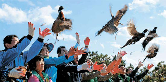 釜山市田浦（プサンシ・チョンポ）１洞の住民たちが１９日に荒嶺山（ファンリョンサン）でキジを放鳥している。