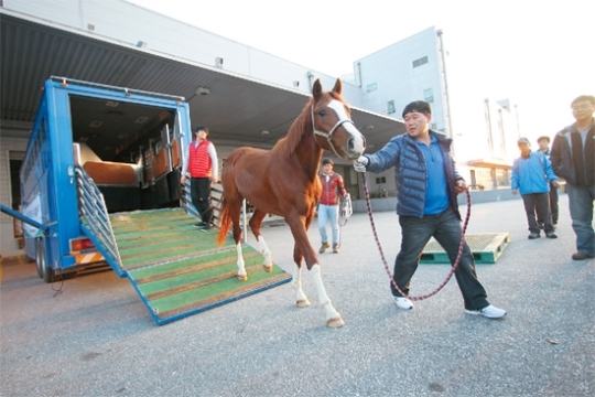 ７日、仁川（インチョン）国際空港からマレーシアに輸出された国産競走馬の１頭が、飛行機に乗るため馬運搬車を降りている。（写真＝ＫＲＡ韓国馬事会提供） 