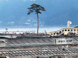 ３月１１日の津波にもかかわらず生き残った岩手県陸前高田市の一本松は希望の象徴だった。