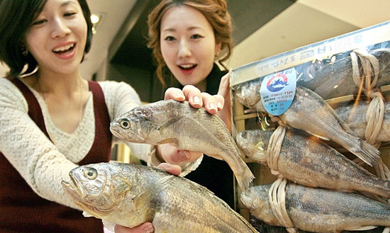 韓国のギャラリア百貨店は旧正月（１月２３日）を控え、普通のイシモチより２、３倍ほど高い３０センチ以上の最高級イシモチを販売する。