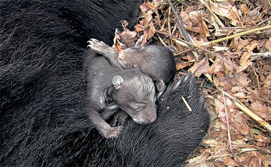 先月、韓国南部にある智異山（チリサン）で生まれたツキノワグマの赤ちゃん２匹が、母熊の胸に抱かれながら乳をねだっている（写真＝国立公園管理公団提供）。