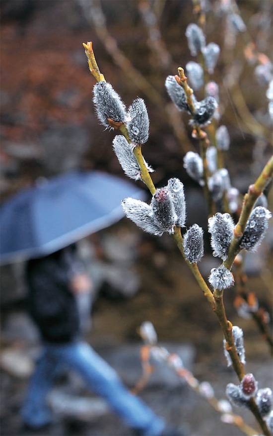 春を催促する雨が降った１４日、釜山（プサン）の瀑布寺（ポクポサ）渓谷にコウライヤナギが咲いている。
