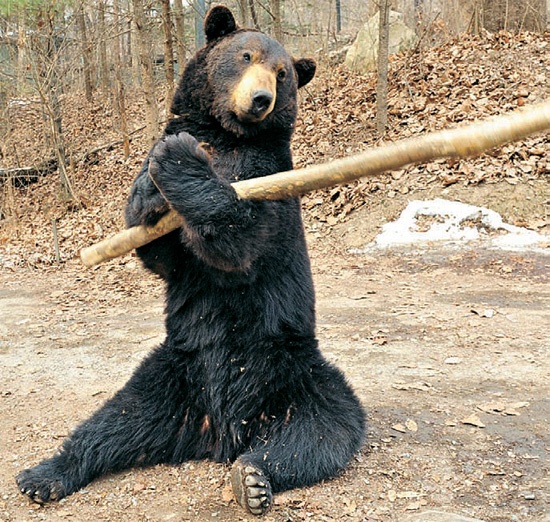 エバーランド内サファリワールドの“カンフーベア”マンウンイが、長さ２メートル、重さ７キロの木の棒で棒術を披露している。