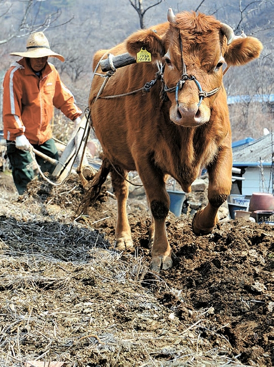 １５日、忠清北道沃川郡安内面（チュンチョンブクド・オクチョングン・アンネミョン）のイ・グァンスさん（７７）が牛を使って土起こしをしている。
