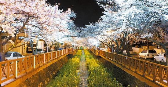 ４月１日に開幕する「鎭海（ジネ）軍港祭」は、今年で５０回目を迎える。桜で有名な鎭海だが、そのなかでも最も桜がきれいに咲くといわれる余佐川（ヨジャチョン）の夜の風景。