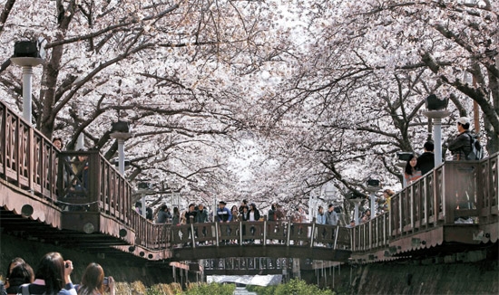 軍港祭（１－１０日）が開かれている慶尚南道昌原市鎮海区 （キョンサンナムド・チャンウォンシ・ジンヘグ）余佐（ヨジャ）川に８日、国内外の観光客が集まり、空を覆った桜の花を楽しんでいる。