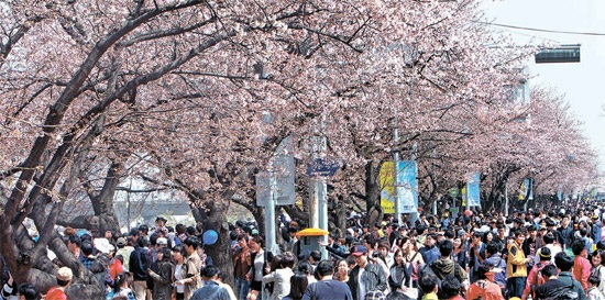 １５日、「第８回漢江（ハンガン）桜祭り」が開催中の汝矣島（ヨイド）を訪れる市民や観光客たちが、桜の咲き始めた国会議事堂周辺の道路をいっぱいに埋めている。