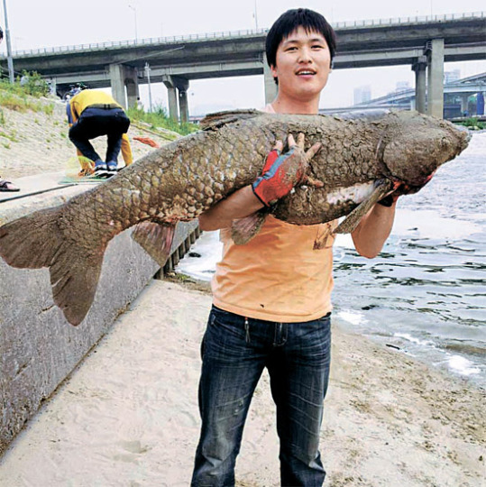 漢江で釣れた１．２４メートルのソウギョ