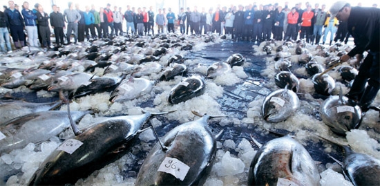 ２１日、釜山（プサン）共同魚市場でホンマグロ２００トンが競りにかけられた。