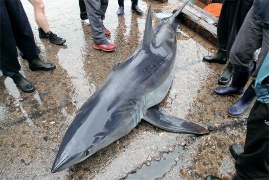 今月２日、慶北盈徳郡江口面三思里（キョンブク・ヨンドクグン・カングミョン・サムシリ）の東側の沖合いで、網にかかって死んでいたところを発見された体長２．７メートルのアオザメ（写真＝浦項海洋警察）。