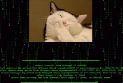 ９日にハッキングされた直後、中央日報ホームページ（joongang.co.kr）には、猫の写真とともに「イズワンがハッキングした（Ｈａｃｋｅｄ　ｂｙ　ＩｓＯｎｅ）」というメッセージが浮上した。
