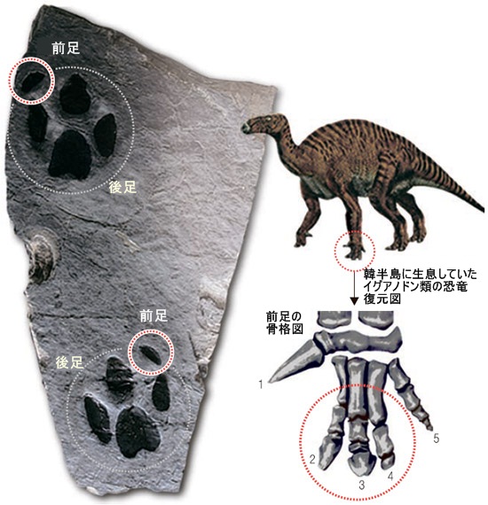 韓国国内で初めて見つかった四足歩行鳥脚類の恐竜の足跡。 前足の指２－４番の跡がはっきりと見える（写真＝国立文化財研究所）。