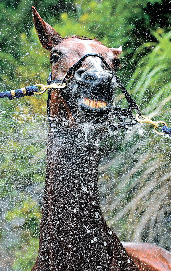９日、大田徳明洞（テジョン・トクミョンドン）のポギョン乗馬場で、暑さで疲労している馬に管理人が水をかけてやっている。