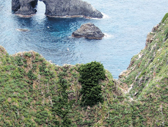 国家指定文化財天然記念物に指定された”独島のマサキ（写真の中の濃い緑色の部分）。