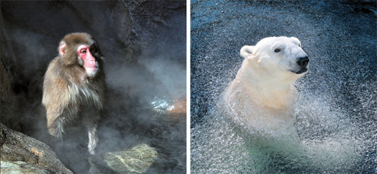 竜仁（ヨンイン）エバーランド動物園で９日、ニホンザル（左）が４０度の温水に入り寒さをしのいでいる。これに対しホッキョクグマは寒さに喜んでいるように氷のように冷たい水の中で泳いでいる。