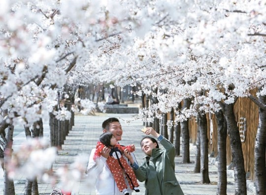 大邱市北区砧山洞の桜が満開した散歩道が人気だ。