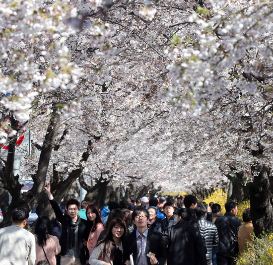 １４日、ソウル汝矣島（ヨイド）を訪れた市民らが汝矣東路の桜の花見通りを歩いている。