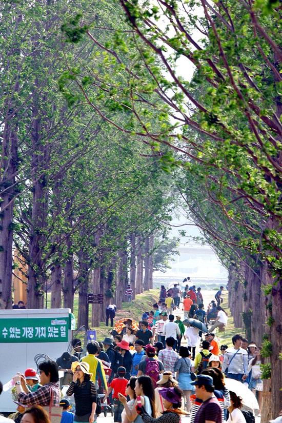 ２０１３順天（スンチョン）湾国際庭園博覧会に造成されたメタセコイア並木の様子。