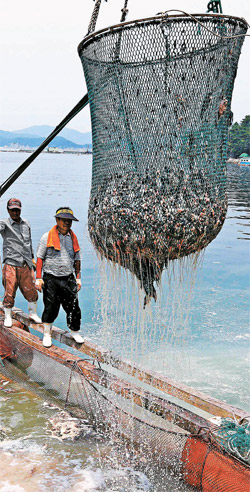 南海岸の養殖場で赤潮のために死んだ魚を適時に回収できず、魚が腐り海を汚染している。写真は２９日に慶尚南道統営近海の養殖場で漁民が死んだマダイとカワハギをすくい出す様子。