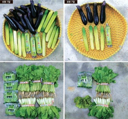 １万ウォンで買える野菜の量を比較。左が梅雨前の６月７日、右が梅雨後の８月７日。