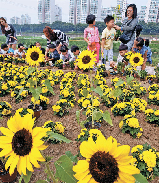 ９日、ソウル広津区（クァンジング）の自然学習広場で、植栽行事に参加した保育園の園児たちが菊やヒマワリなどを植えている。