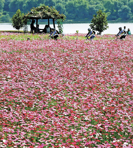 ２３日、京畿道九里市（キョンギド・クリシ）の漢江（ハンガン）市民公園で満開に咲くコスモスの花。