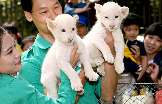 １日午前、京畿道龍仁市（キョンギド・ヨンインシ）にあるエバーランド動物園で、飼育係が白い赤ちゃんライオンの２頭を抱いている。