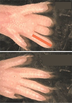 生後２日目のネズミの足の中指（３本）の前部を切断してから３週間が経過した様子。一般のネズミ（上）に比べて「Ｌｉｎ２８ａ」の遺伝子を活性させたネズミ（下）のほうが、組織と骨が目に見えて成長した。赤線は元々の足指の長さ。 