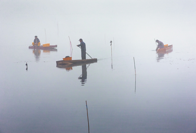 夜明けの霧がかかった沼で魚をとっている。