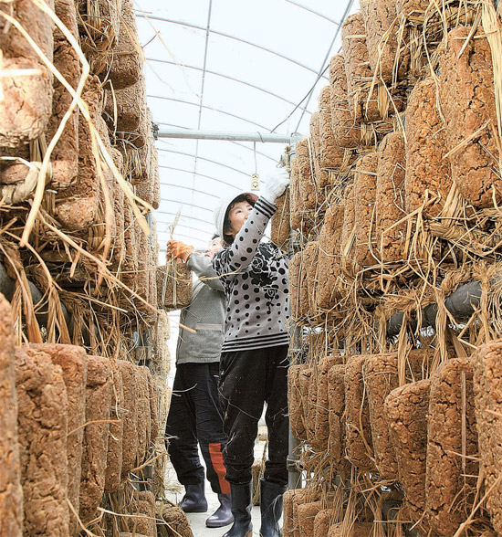 ２日、大邱市八公山（パルゴンサン）在来玉味噌事業場で、住民が玉味噌を作って乾燥台に掛けている。