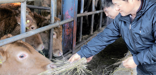忠清南道牙山（チュンチョンナムド・アサン）で農場を運営するキム・キュテ氏が１５日、雌牛にわらを食べさせている。韓牛の値が上がると雌牛を約１００頭増やした。